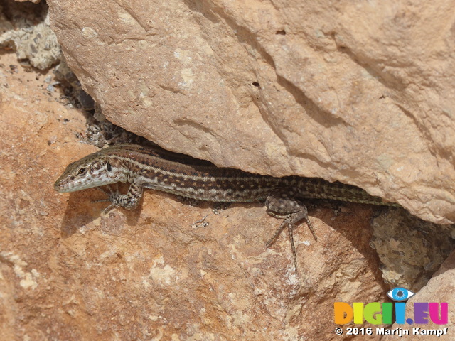 FZ028327 Brown lizard